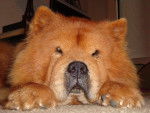 Photo Chow Chow