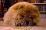 Photo Chow Chow