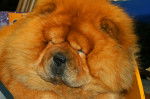 Photo Chow Chow