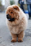 Photo Chow Chow