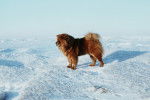 Un Chow Chow pendant une promenade en montagne