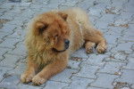 Photo Chow Chow
