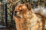 Photo Chow Chow