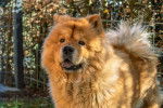 Un Chow Chow se promène dans un parc