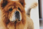 Photo Chow Chow