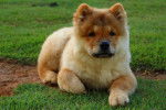 Photo Chow Chow