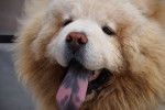 Photo Chow Chow