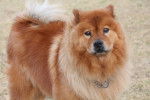 Un Chow Chow roux