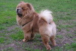 Photo Chow Chow