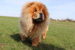 Photo Chow Chow