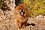 Photo Chow Chow