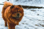 Photo Chow Chow