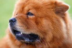 Photo Chow Chow