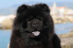 Un Chow Chow noir vu de près