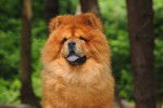Le pelage d'un Chow Chow fauve