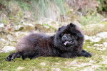Photo Chow Chow