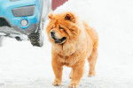 Un Chow Chow en train de se promener en hiver