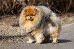 Photo Chow Chow