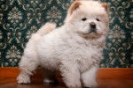 Un chiot Chow Chow blanc