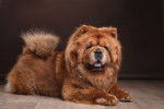 Un Chow Chow allongé sur un parquet en bois