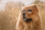 Un Chow Chow qui porte des lunettes de soleil