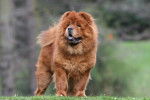 La morphologie d'un Chow Chow 