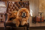 Un Chow Chow allongé dans un fauteuil en cuir