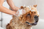 Un Chow Chow en train de prendre un bain