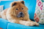 Un Chow Chow allongé dans un canapé bleu