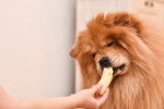Un Chow Chow en train de manger une banane dans la main de sa propriétaire