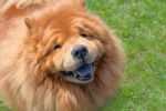 Photo Chow Chow