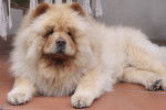 Photo Chow Chow