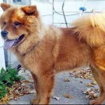 loose change - Chow Chow (Autre)