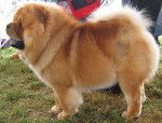 Wiki - Chow Chow Mâle (2 ans)