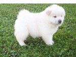 Chow Chow - Chow Chow (1 an)