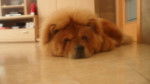 Guyllow - Chow Chow Mâle (1 an)
