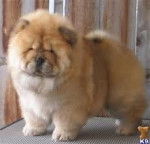 ginger - Chow Chow Mâle (1 an)