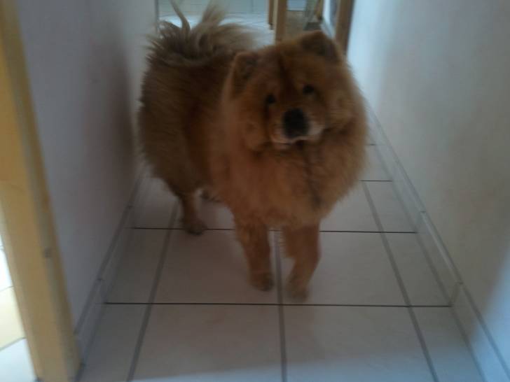 Vanille - Chow Chow (8 ans)