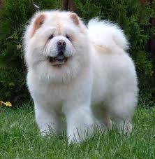 sabelle - Chow Chow (2 ans)