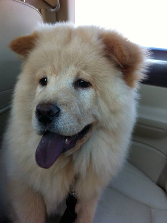 Chanel - Chow Chow (5 mois)