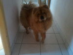 Vanille - Chow Chow Femelle (8 ans)