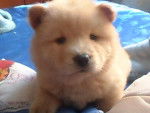luna - Chow Chow Femelle (2 mois)