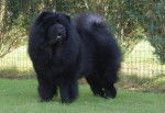 Oxa - Chow Chow Femelle (13 ans)