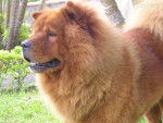 boby - Chow Chow Mâle (4 ans)