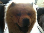 Simba - Chow Chow Femelle (5 mois)