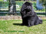 Chowderny Xinling-Shi - Chow Chow