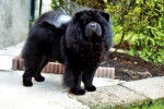 CHOWDERNY XINLING-SHI - Chow-chow - Chow Chow