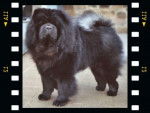 CHOWDERNY XINLING-SHI - Chow-chow - Chow Chow