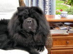 Multi.Ch.Chowderny Xinling-Shi - Chow-Chow- - Chow Chow