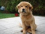 chow chow croise 4 mois et 2 semaines - Chow Chow (4 mois)